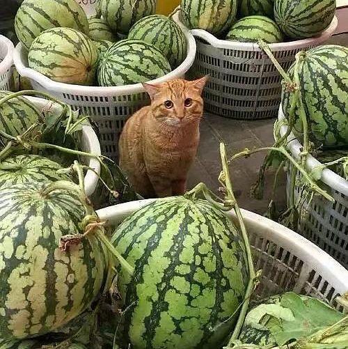 盐山卖保险吃瓜,卖保险的吃瓜群众，揭秘行业幕后真相