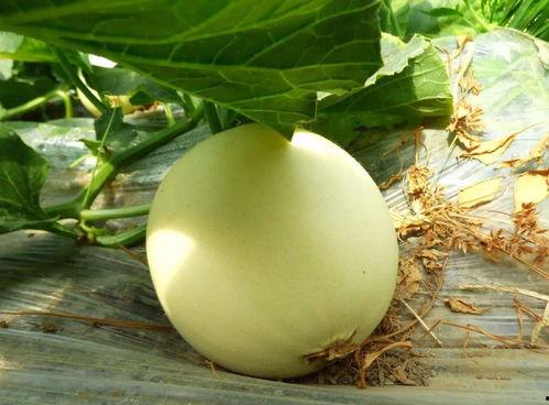 大白瓜怎么吃最好,解锁美味新境界