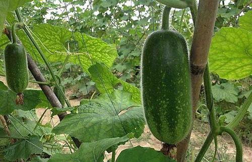 苏州毛瓜怎么吃,苏州毛瓜的多样食法探索