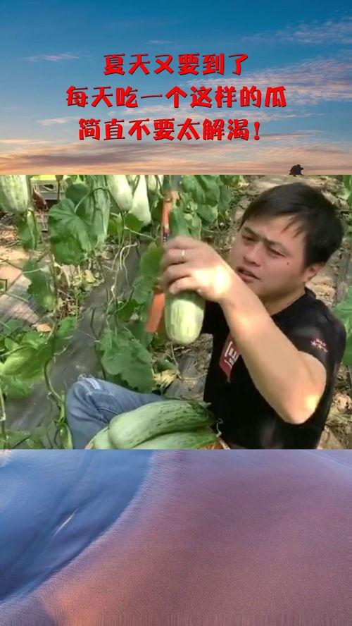 天天吃别人瓜的人,揭秘“吃瓜群众”的日常生活