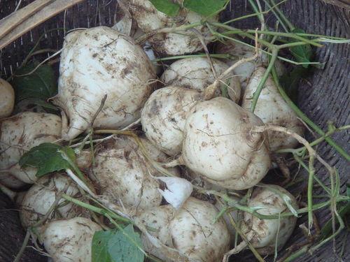 吃瓜达人8,瓜界风云录