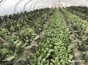 黄河护理吃瓜,吃瓜群众的温馨守护