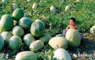 山东商院吃瓜,吃瓜群众围观校园风云录