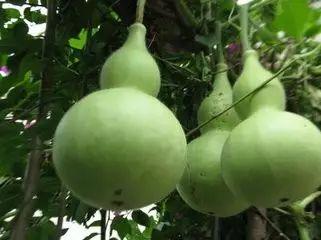 吃葫芦瓜会中毒,了解原因与预防措施