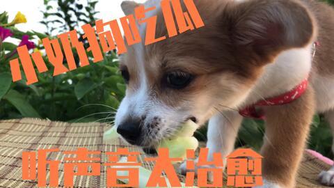 狗狗可以吃刺瓜,刺瓜的奇妙滋味