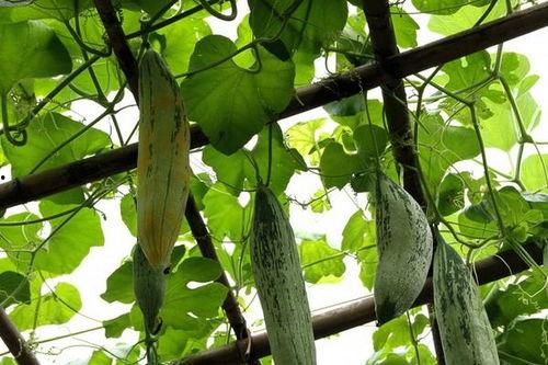 老鼠瓜可以怎样吃,创意烹饪指南