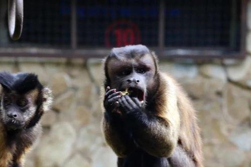 猴弟吃瓜,揭秘热带雨林中的神秘生活