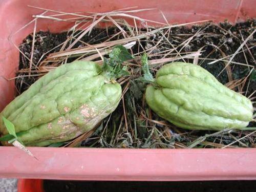 什么瓜可以盆栽吃,盆栽吃生成,创意家居新风尚