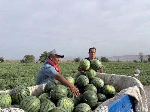 正西吃瓜,揭秘瓜果美食的传奇之旅